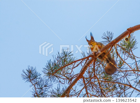 Squirrel sitting on a tree branch, background with squirrel 139623542
