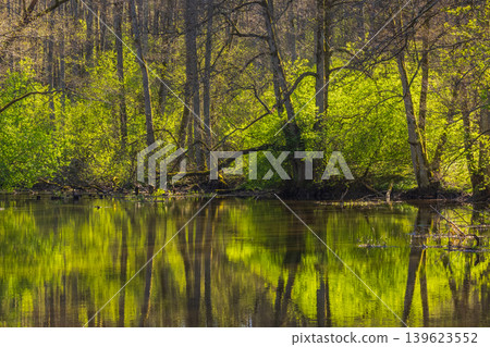 Rainy Forest Scenery, Green Trees and Leaves Reflecting on Pond Surface Rainy Forest Scenery, Green Trees and Leaves Reflecting on Pond Surface 139623552