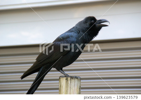 A crow is cawing. A crow is cawing. 139623579