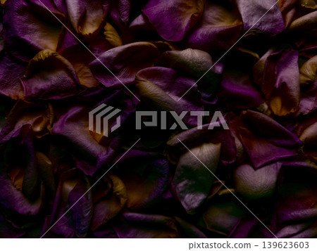 dried purple rose petals in crinkled macro texture pile with golden undertones and moody atmosphere dried purple rose petals in crinkled macro texture pile with golden undertones and moody atmosphere 139623603