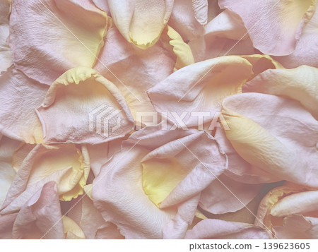 pink rose petals with yellow accents overlapping in soft delicate romantic macro texture pink rose petals with yellow accents overlapping in soft delicate romantic macro texture 139623605