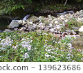 Abundant nature 139623686