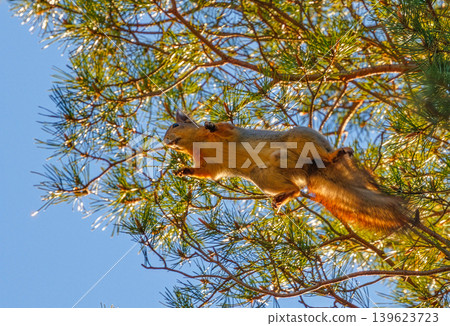 Squirrel jumping on a tree branch, background with squirrel 139623723