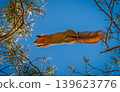 Squirrel jumping on a tree branch, background with squirrel 139623776