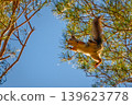 Squirrel jumping on a tree branch, background with squirrel 139623778