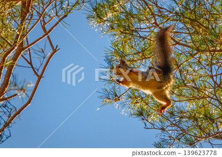 Squirrel jumping on a tree branch, background with squirrel Squirrel jumping on a tree branch, background with squirrel 139623778