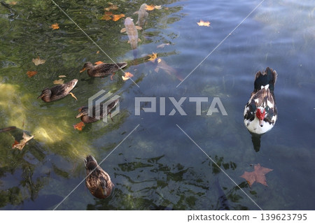 Ducks and Fish Swimming Together in the Clear Waters of Anna Lagoon 139623795