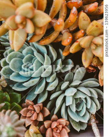 Colorful succulent plants close up with rosette leaves and warm tones, fresh botanical texture for garden, nature and decorative backgrounds Colorful succulent plants close up with rosette leaves and warm tones, fresh botanical texture for garden, nature and decorative backgrounds 139623956