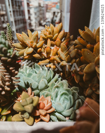 Colorful succulents on an open balcony with urban view, close up botanical composition with rosette leaves, warm tones and natural light 139624025