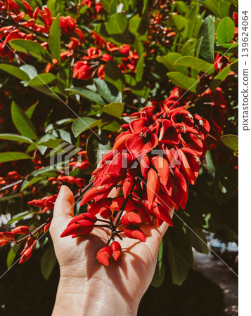 Red Erythrina crista-galli flowers held in hand among green leaves, vibrant tropical coral tree blossom in bright sunlight Red Erythrina crista-galli flowers held in hand among green leaves, vibrant tropical coral tree blossom in bright sunlight 139624064