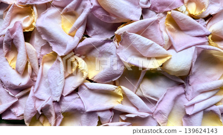 delicate pink yellow rose petals tumble softly into lush overlapping layers radiating serene natural tranquility delicate pink yellow rose petals tumble softly into lush overlapping layers radiating serene natural tranquility 139624143