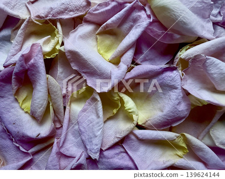 lavender rose petals softly pile with pale yellow accents evoking delicate serene wellness lavender rose petals softly pile with pale yellow accents evoking delicate serene wellness 139624144