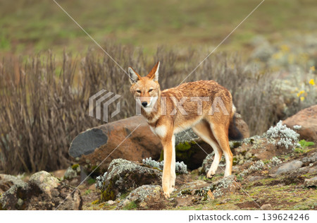 Rare endangered Ethiopian wolf standing in high-altitude grasslands of Ethiopian Highlands Rare endangered Ethiopian wolf standing in high-altitude grasslands of Ethiopian Highlands 139624246