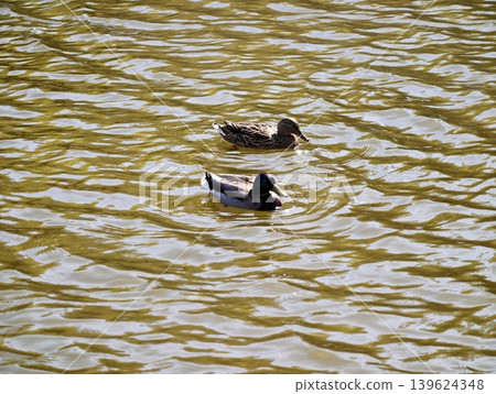 Ducks Drift Peacefully. Couple Of Ducks Smoothly Move Across Shimmering Rippled Water Near Park Shore 139624348