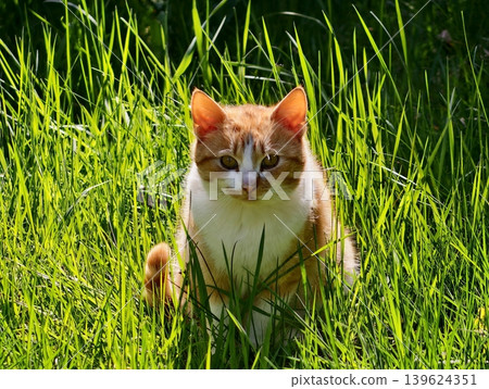 Proud Cat Observing Surroundings. Majestic Orange Feline Stands Alert Among Verdant Grass And Shade Proud Cat Observing Surroundings. Majestic Orange Feline Stands Alert Among Verdant Grass And Shade 139624351