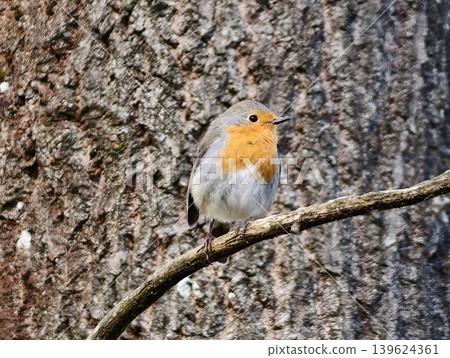 Morning Bird Song With Glowing Background. Energetic Robin Melodies Amid Soft Daylight Scenery Morning Bird Song With Glowing Background. Energetic Robin Melodies Amid Soft Daylight Scenery 139624361