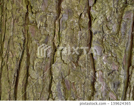 Magnified View Of Weathered Tree Surface. Macro Shot Capturing Textured Bark With Moss And Lichens 139624365