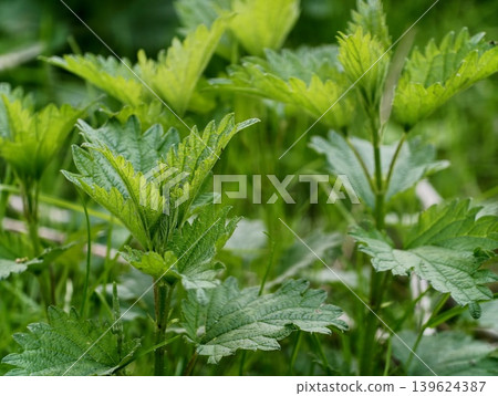 Luminous Green Nettle Plant Leaves Revealing Fine Hair Structures And Prominent Veins Under Gentle Light Luminous Green Nettle Plant Leaves Revealing Fine Hair Structures And Prominent Veins Under Gentle Light 139624387