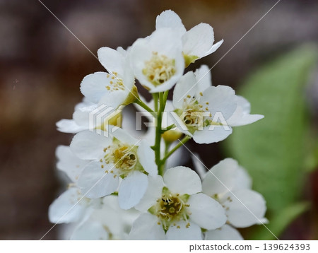 Closeup Blossom Details. Highresolution Image Of Flower Showing Pollen And Dew Drops For Scientific Study Closeup Blossom Details. Highresolution Image Of Flower Showing Pollen And Dew Drops For Scientific Study 139624393