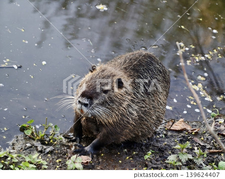 Nutria At Dusk. Wildlife Portrait Capturing Nutria During Foraging At Dusk In Natural Environment Nutria At Dusk. Wildlife Portrait Capturing Nutria During Foraging At Dusk In Natural Environment 139624407