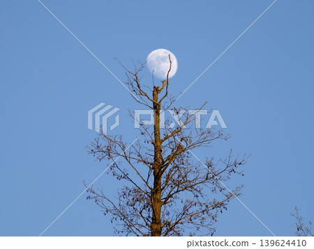 Moon Above Trees. Serene Scene With Lunar Silhouette. Calm Daytime Scene Featuring Moon And Branches 139624410