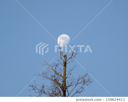 Clean And Simple Depiction Of Lunar Circle Matching With Lone Treetop Against Clear Blue Sky 139624411