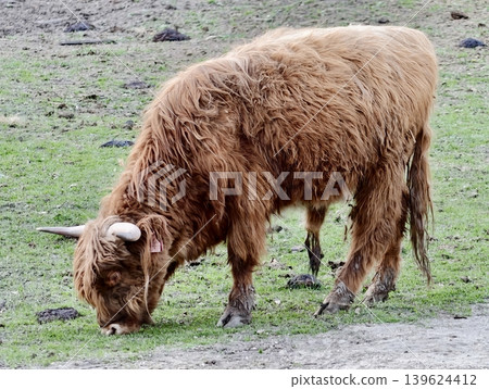 Longhaired Bovine Consuming Nearby Pastures. Cow With Lengthy Hair Feeding Close To Rural Path Longhaired Bovine Consuming Nearby Pastures. Cow With Lengthy Hair Feeding Close To Rural Path 139624412