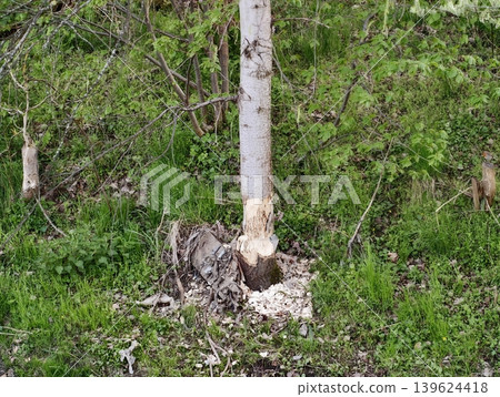 Wildlife Habitat Snapshot. Biologist Analyzes Wildlife Behaviors And Habitat Changes In Natural Setting Wildlife Habitat Snapshot. Biologist Analyzes Wildlife Behaviors And Habitat Changes In Natural Setting 139624418