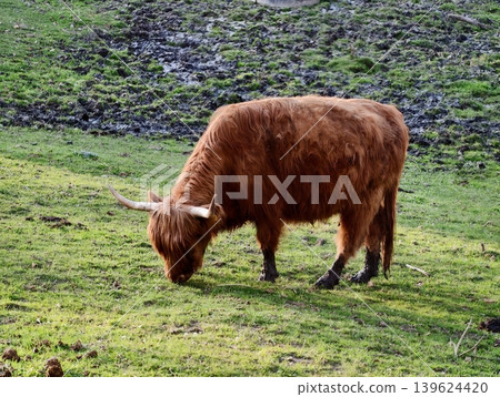 Scarlethued Shaggy Cattle Peacefully Browse On Rugged Hillside With Sparse Grass Patches And Quiet Resilience Scarlethued Shaggy Cattle Peacefully Browse On Rugged Hillside With Sparse Grass Patches And Quiet Resilience 139624420
