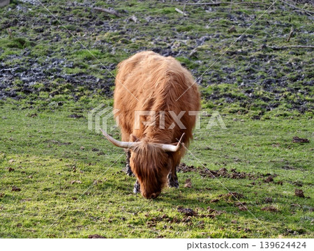 Closeup Portrait Of Highland Cow With Symmetrical Horns And Dense Red Coat In Countryside Setting Closeup Portrait Of Highland Cow With Symmetrical Horns And Dense Red Coat In Countryside Setting 139624424