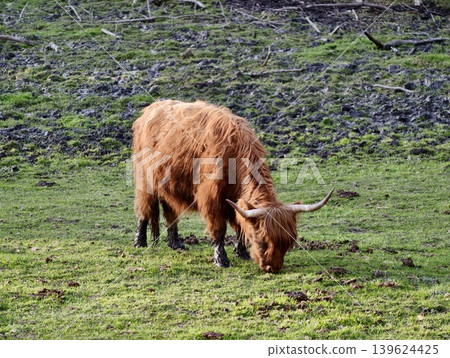 Rustic Highland Cow. Traditional Highland Breed Roaming On Regenerative Green Pastureland Environment Rustic Highland Cow. Traditional Highland Breed Roaming On Regenerative Green Pastureland Environment 139624425