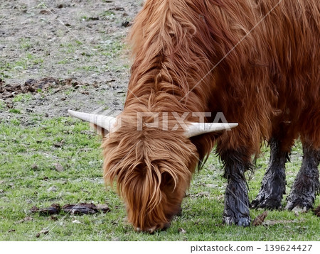 Highland Cow Grazing. Closeup Of Red Highland Cow With Distinctive Hair And Horns In Rural Landscape 139624427