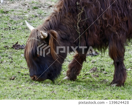 Portrait Of Highland Cow Closeup Shot. Detailed Image Capturing Highland Cow From Very Close Range 139624428