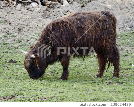 Wild Highland Cow Grazing Damply. Ethereal Image Of Ancient Highland Cattle Amidst Damp Pastures 139624429