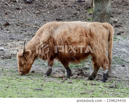 Highland Cow On Meadow. Serene Countryside With Rugged Highland Cow Feeding Quietly In Lush Meadow Highland Cow On Meadow. Serene Countryside With Rugged Highland Cow Feeding Quietly In Lush Meadow 139624430