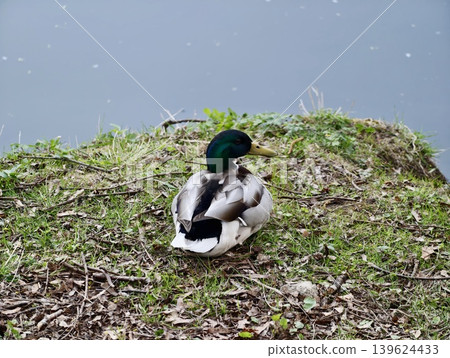 Mallard Calmly Rests Near Water. Serene Duck Sits Quietly Amidst Lush Nature Surrounding Water Mallard Calmly Rests Near Water. Serene Duck Sits Quietly Amidst Lush Nature Surrounding Water 139624433