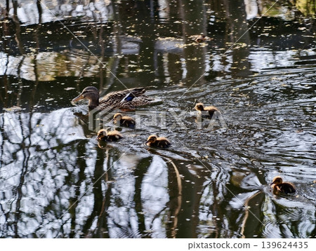 Young Ducklings Nimbly Follow Mother Through Peaceful Reflective Waters With Gentle Ripples Young Ducklings Nimbly Follow Mother Through Peaceful Reflective Waters With Gentle Ripples 139624435