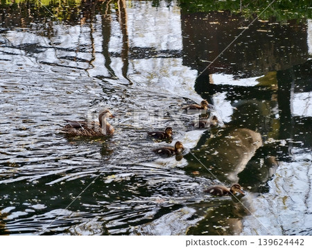City Ducks Swim At Dawn. Urban Ducks Glide Softly Past Reeds In Serene Early Morning Park Scene City Ducks Swim At Dawn. Urban Ducks Glide Softly Past Reeds In Serene Early Morning Park Scene 139624442