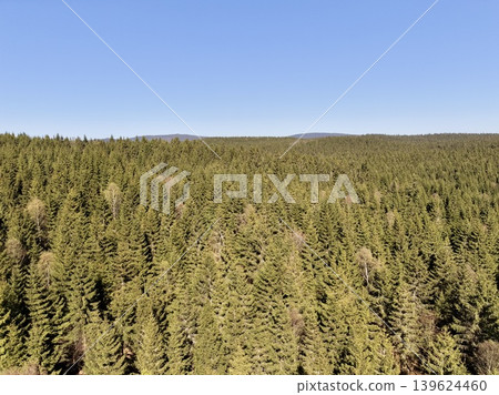 Dense Evergreen Leaves Glistening In Morning Light. Closeup Of Lush Tree Tops With Moss And Dew Reflections Dense Evergreen Leaves Glistening In Morning Light. Closeup Of Lush Tree Tops With Moss And Dew Reflections 139624460