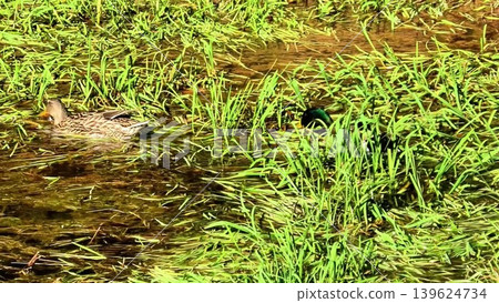 Ducks Swimming in a Serene and Picturesque Wetland Environment Surrounded by Natures Beauty 139624734