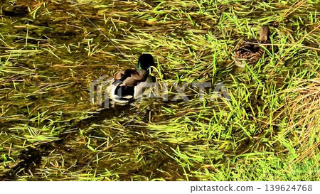 Ducks Swimming in Lush Greenery A Beautiful and Serene Nature Scene All Around Us 139624768