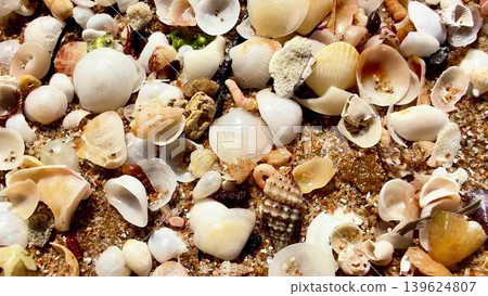 Explore the Beautiful and Colorful Shells on a Tranquil Sandy Beach by the Ocean Explore the Beautiful and Colorful Shells on a Tranquil Sandy Beach by the Ocean 139624807