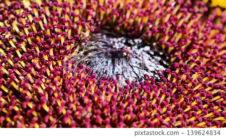 A CloseUp View of a Sunflower Center Featuring its Beautiful and Vibrant Petals A CloseUp View of a Sunflower Center Featuring its Beautiful and Vibrant Petals 139624834