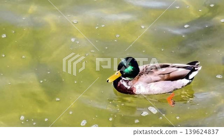 A graceful Mallard Duck swims serenely in vibrant green waters of a tranquil pond A graceful Mallard Duck swims serenely in vibrant green waters of a tranquil pond 139624837