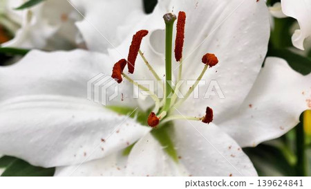 Stunning White Lily Blooms Captured in Elegant, Detailed CloseUp Photography Shots That Mesmerize Stunning White Lily Blooms Captured in Elegant, Detailed CloseUp Photography Shots That Mesmerize 139624841