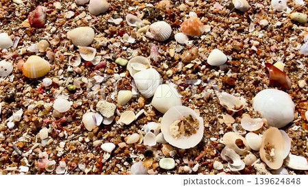 A stunningly beautiful beach shore adorned with colorful seashells and soft sand 139624848