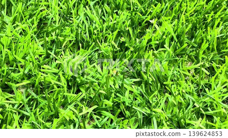 Vibrant Green Grass CloseUp for Nature and Landscaping is truly mesmerizing and beautiful Vibrant Green Grass CloseUp for Nature and Landscaping is truly mesmerizing and beautiful 139624853