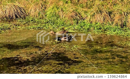 Serene Ducks Gliding Gracefully in Clear, Refreshing Water Under the Bright Sky Above Serene Ducks Gliding Gracefully in Clear, Refreshing Water Under the Bright Sky Above 139624864