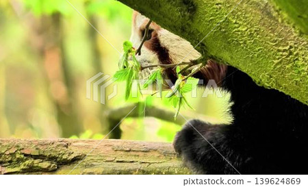 Discover the enchanting and adorable Red Panda thriving in its natural habitat out in the wild 139624869