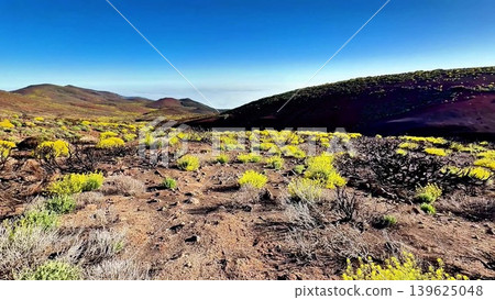 A Vibrant and Stunning Volcanic Landscape adorned with Beautiful Wildflowers in Full Bloom A Vibrant and Stunning Volcanic Landscape adorned with Beautiful Wildflowers in Full Bloom 139625048